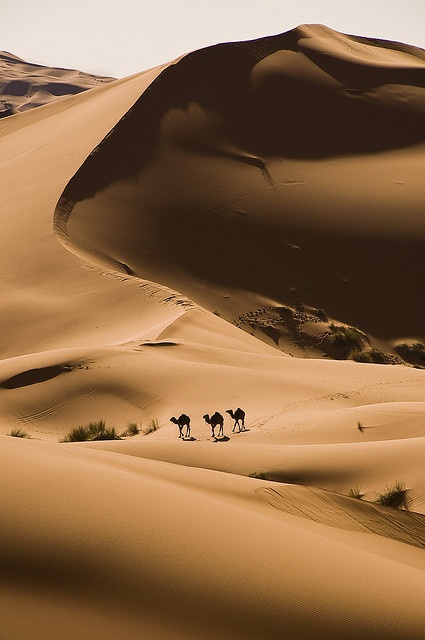 Photo:  Camels in the Sahara desert near Merzouga, Morocco 